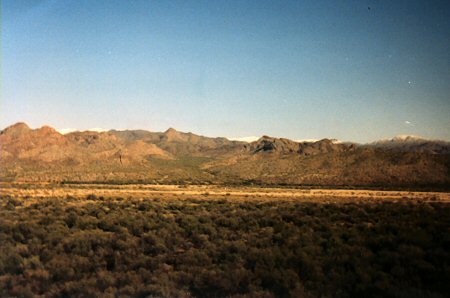 Mesquite thicket looking towards the Santa Maria River